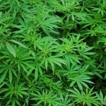 Career practitioners should be ready for questions on cannabis in the workpalce