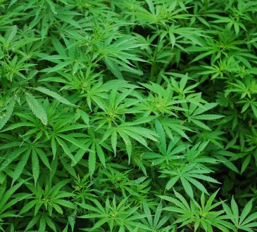 Career practitioners should be ready for questions on cannabis in the workpalce