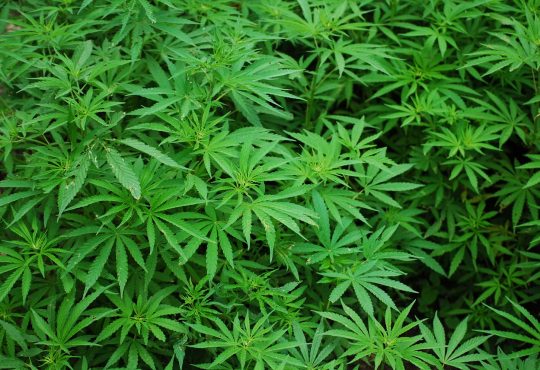 Career practitioners should be ready for questions on cannabis in the workpalce