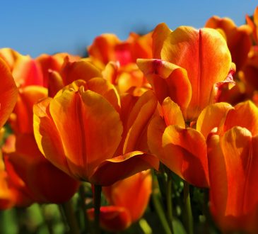 spring webinars