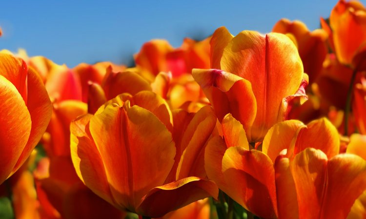 spring webinars