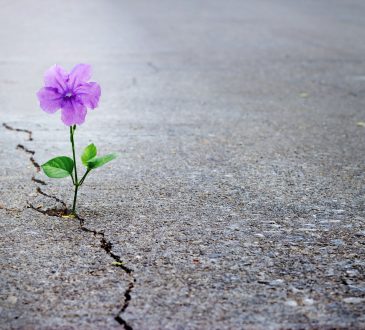 The flexibility of hope in career development