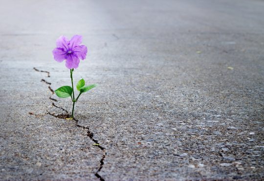 The flexibility of hope in career development