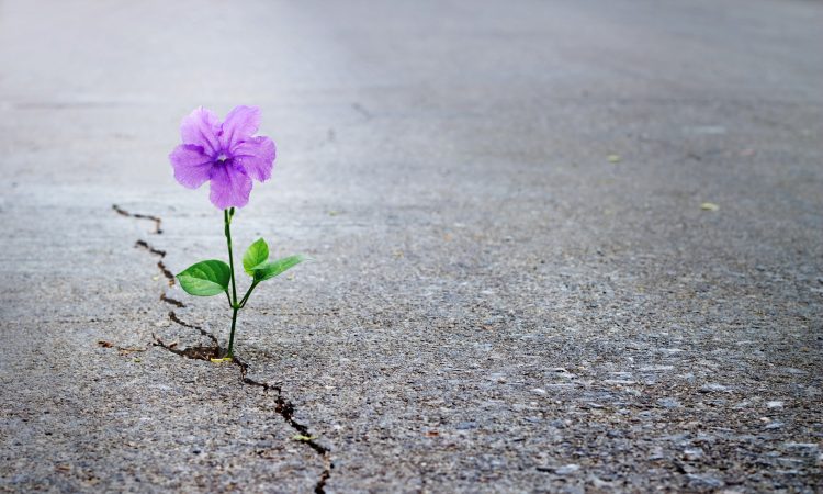 The flexibility of hope in career development