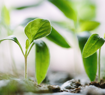 plants growing in dirt