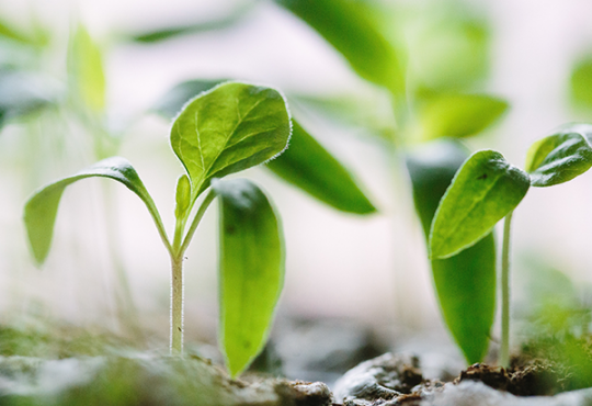plants growing in dirt