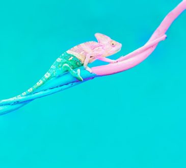 chameleon on blue background