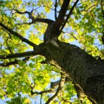 a tree seen from below