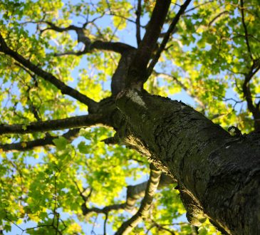 a tree seen from below
