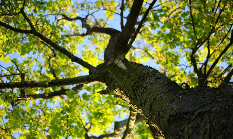 a tree seen from below