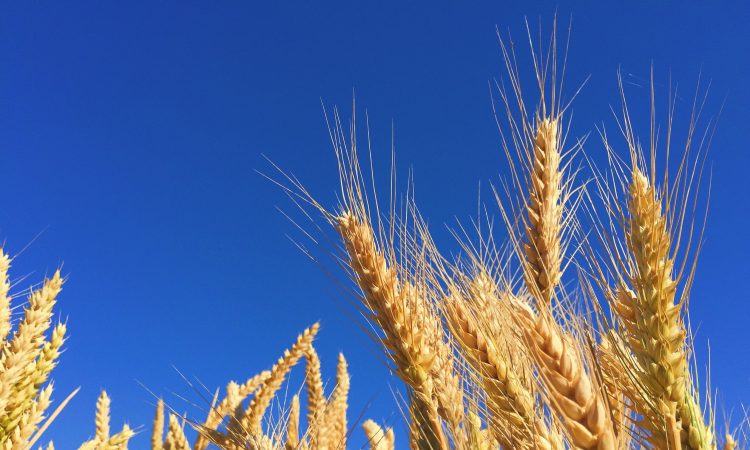 wheat in field