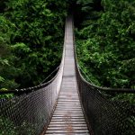 suspension bridge in forest