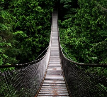 suspension bridge in forest