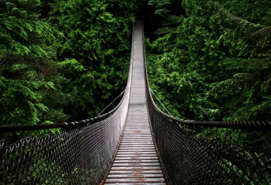 suspension bridge in forest