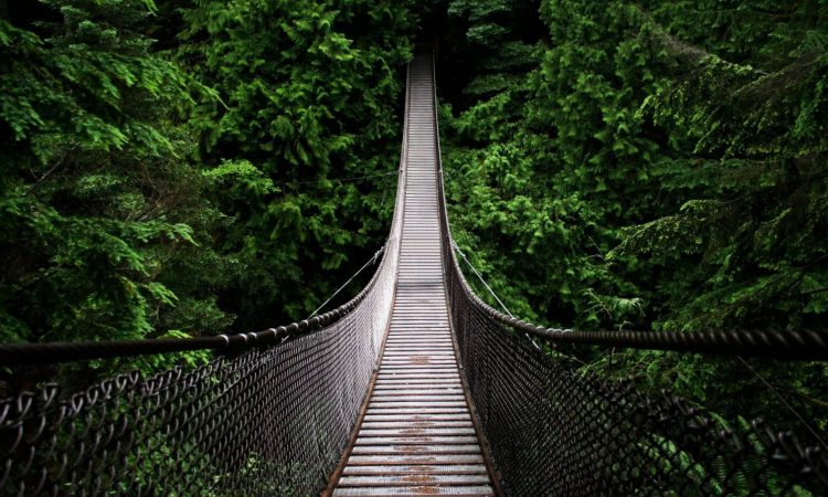 suspension bridge in forest