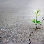 white flower growing out of crack in pavement