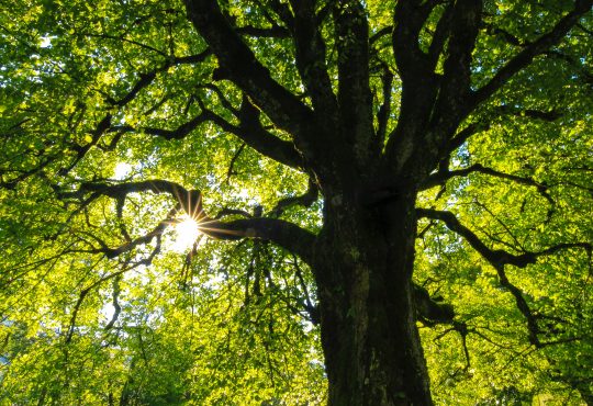 tree