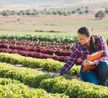 woman checking lettuce in field