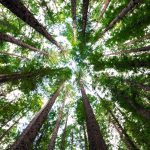looking up at trees from forest floor