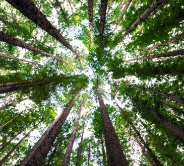 looking up at trees from forest floor