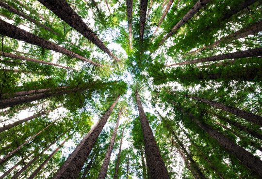looking up at trees from forest floor