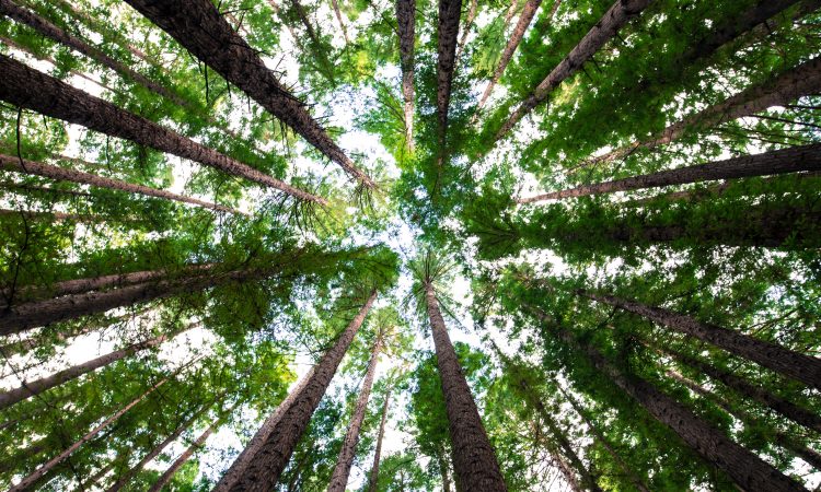 looking up at trees from forest floor