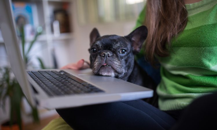 dog with chin resting on laptop