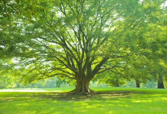 tree