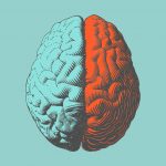 human brain illustration