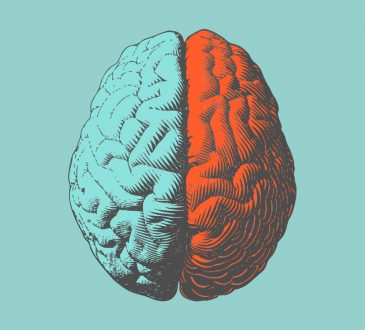 human brain illustration
