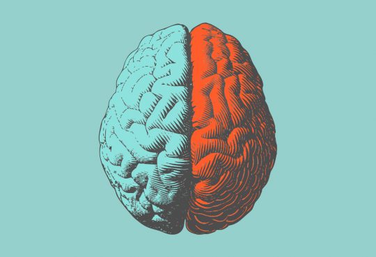 human brain illustration