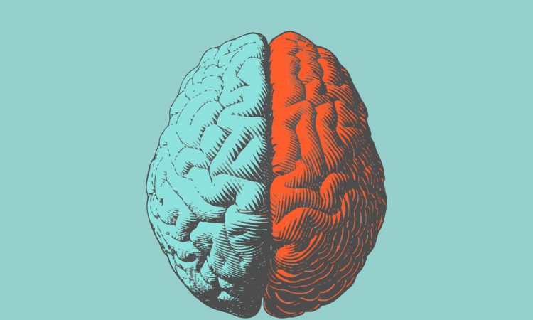human brain illustration