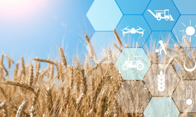 Precision agriculture network icons on wheat field background