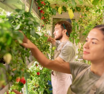 Young male gardener in apron and casualwear taking care of strawberries