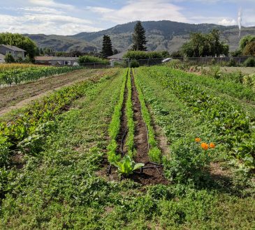 carrots growing in farmer's field