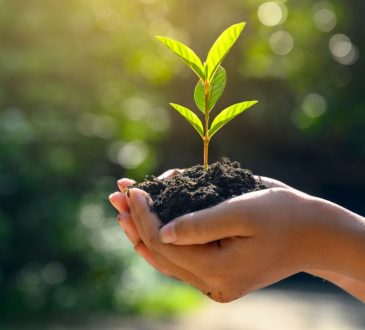 hands holding plant in soil