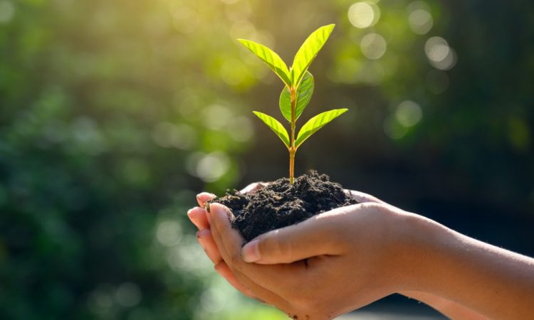 hands holding plant in soil