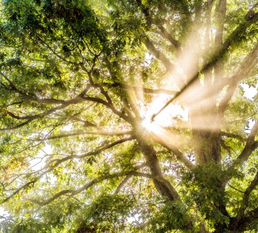 Closeup of sunburst sun rays through leaves of large green tree
