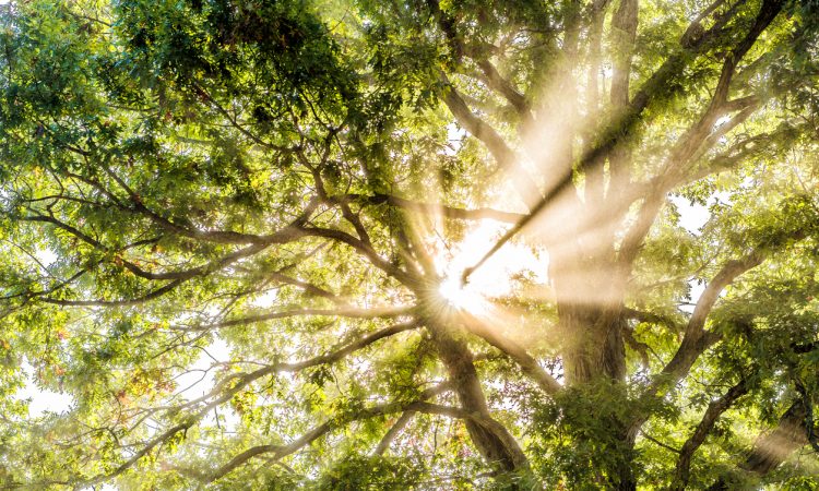 Closeup of sunburst sun rays through leaves of large green tree