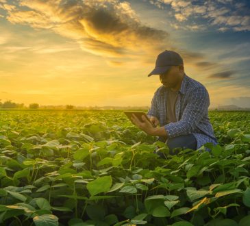 Farmer using smartphone in mung bean field