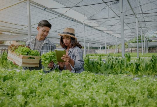 students harvesting plants in greenhouse