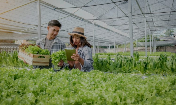 students harvesting plants in greenhouse