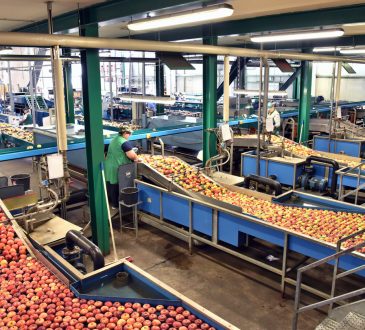 people working in apple processing plant
