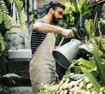Man watering plants in greenhouse.