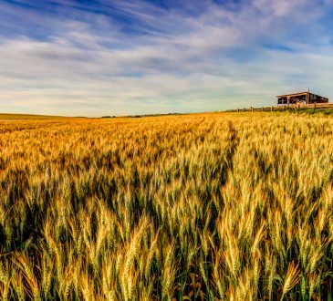 Wheat growing on farm.