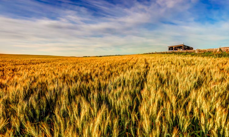 Wheat growing on farm.