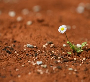 Blooming daisy plant surviving on red hot desert
