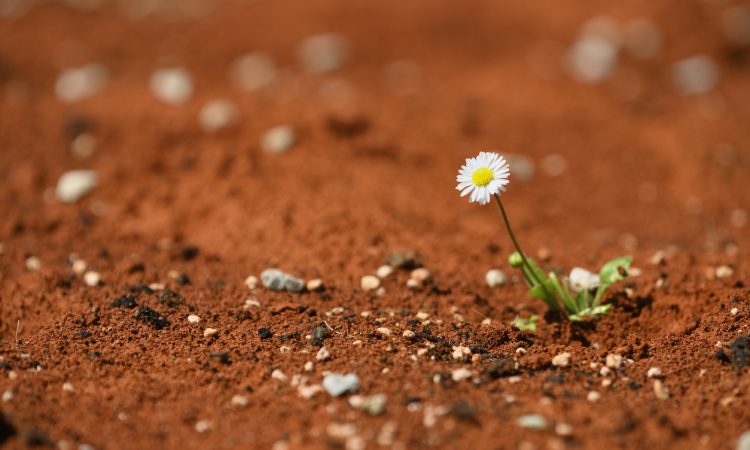 Blooming daisy plant surviving on red hot desert