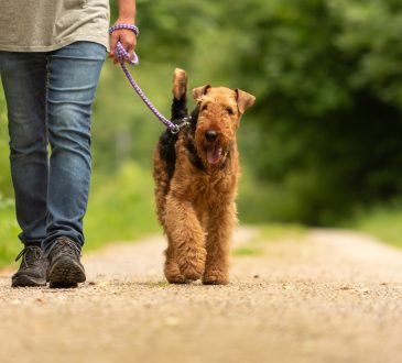 Man walking airedale terrier on path through wooded area.