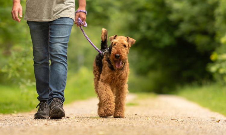 Man walking airedale terrier on path through wooded area.